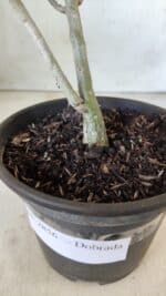 Planta Dobrada 2856 – 30cm – 02 anos - Imagem 7