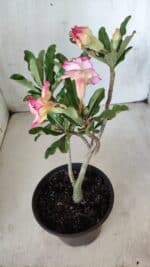 Planta Dobrada 2856 – 30cm – 02 anos - Imagem 6