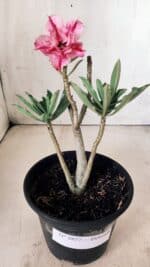 Planta Dobrada 2857 – 25cm – 02 anos - Imagem 2