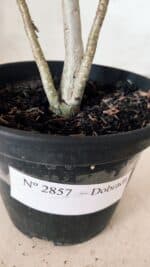 Planta Dobrada 2857 – 25cm – 02 anos - Imagem 7