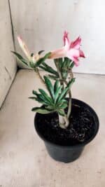 Planta Dobrada 2857 – 25cm – 02 anos - Imagem 6