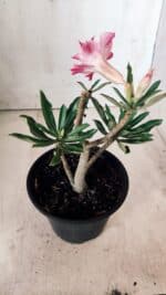 Planta Dobrada 2857 – 25cm – 02 anos - Imagem 5