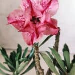 Planta Dobrada 2857 – 25cm – 02 anos