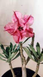 Planta Dobrada 2857 – 25cm – 02 anos