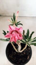 Planta Dobrada 2857 – 25cm – 02 anos - Imagem 4