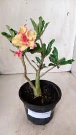 Planta Dobrada 2858 – 30cm – 02 anos - Imagem 2