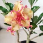 Planta Dobrada 2858 – 30cm – 02 anos