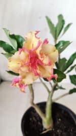 Planta Dobrada 2858 – 30cm – 02 anos