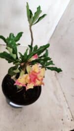 Planta Dobrada 2858 – 30cm – 02 anos - Imagem 4