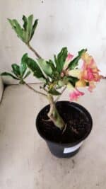 Planta Dobrada 2858 – 30cm – 02 anos - Imagem 6