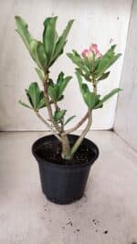 Planta Dobrada 2858 – 30cm – 02 anos - Imagem 5