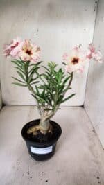 Planta Dobrada 2859 – 30cm – 03 anos