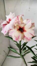 Planta Dobrada 2859 – 30cm – 03 anos - Imagem 4