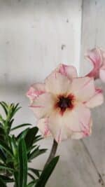 Planta Dobrada 2859 – 30cm – 03 anos - Imagem 3