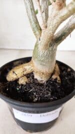 Planta Dobrada 2859 – 30cm – 03 anos - Imagem 8