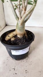 Planta Dobrada 2859 – 30cm – 03 anos - Imagem 5