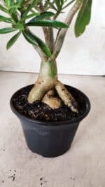 Planta Dobrada 2859 – 30cm – 03 anos - Imagem 7