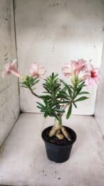 Planta Dobrada 2859 – 30cm – 03 anos - Imagem 6