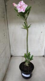 Planta Dobrada 2860 – 35cm – 03 anos - Imagem 2