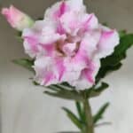 Planta Dobrada 2860 – 35cm – 03 anos