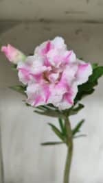 Planta Dobrada 2860 – 35cm – 03 anos