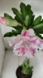 Planta Dobrada 2860 – 35cm – 03 anos - Imagem 4