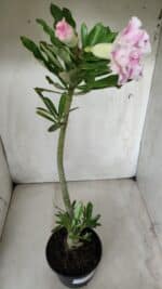 Planta Dobrada 2860 – 35cm – 03 anos - Imagem 7