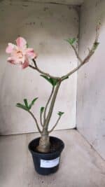 Planta Dobrada 2861 – 35cm – 03 anos - Imagem 2