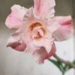 Planta Dobrada 2861 – 35cm – 03 anos