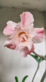 Planta Dobrada 2861 – 35cm – 03 anos