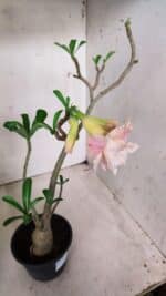 Planta Dobrada 2861 – 35cm – 03 anos - Imagem 5