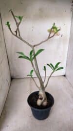 Planta Dobrada 2861 – 35cm – 03 anos - Imagem 9