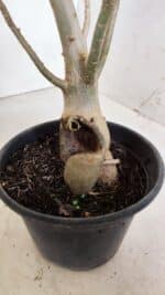 Planta Dobrada 2861 – 35cm – 03 anos - Imagem 8