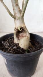 Planta Dobrada 2861 – 35cm – 03 anos - Imagem 7