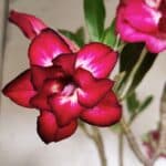 Planta Dobrada 2862 – 50cm – 05 anos