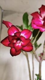 Planta Dobrada 2862 – 50cm – 05 anos