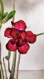 Planta Dobrada 2862 – 50cm – 05 anos - Imagem 4