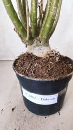 Planta Dobrada 2862 – 50cm – 05 anos - Imagem 6