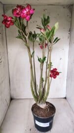 Planta Dobrada 2862 – 50cm – 05 anos - Imagem 10