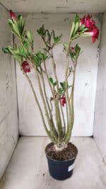 Planta Dobrada 2862 – 50cm – 05 anos - Imagem 9