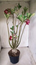 Planta Dobrada 2862 – 50cm – 05 anos - Imagem 8