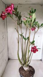 Planta Dobrada 2862 – 50cm – 05 anos - Imagem 7