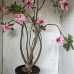 Planta Dobrada 2863 – 55cm – 04 anos