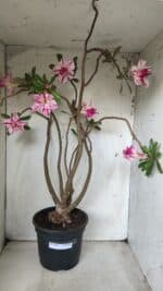 Planta Dobrada 2863 – 55cm – 04 anos