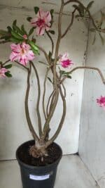 Planta Dobrada 2863 – 55cm – 04 anos - Imagem 6