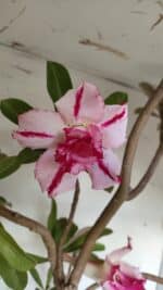 Planta Dobrada 2863 – 55cm – 04 anos - Imagem 4