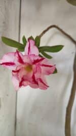 Planta Dobrada 2863 – 55cm – 04 anos - Imagem 3