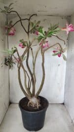 Planta Dobrada 2863 – 55cm – 04 anos - Imagem 9