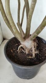 Planta Dobrada 2863 – 55cm – 04 anos - Imagem 8