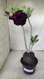 Planta Dobrada 2864 – 35cm – 03 anos - Imagem 2